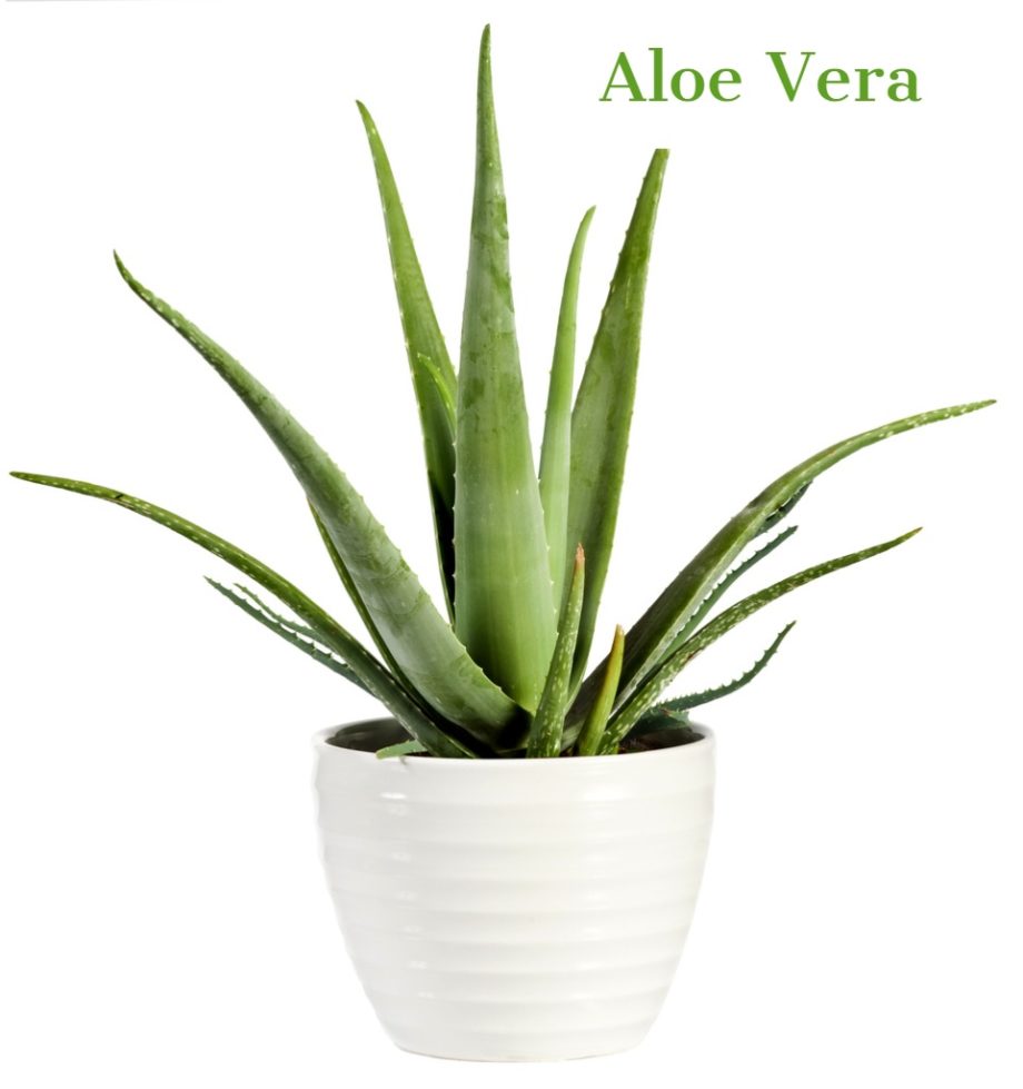 Aloe Vera Feuchtigkeit für deine Haut